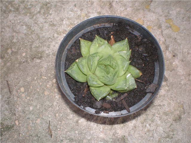 Haworthija c.